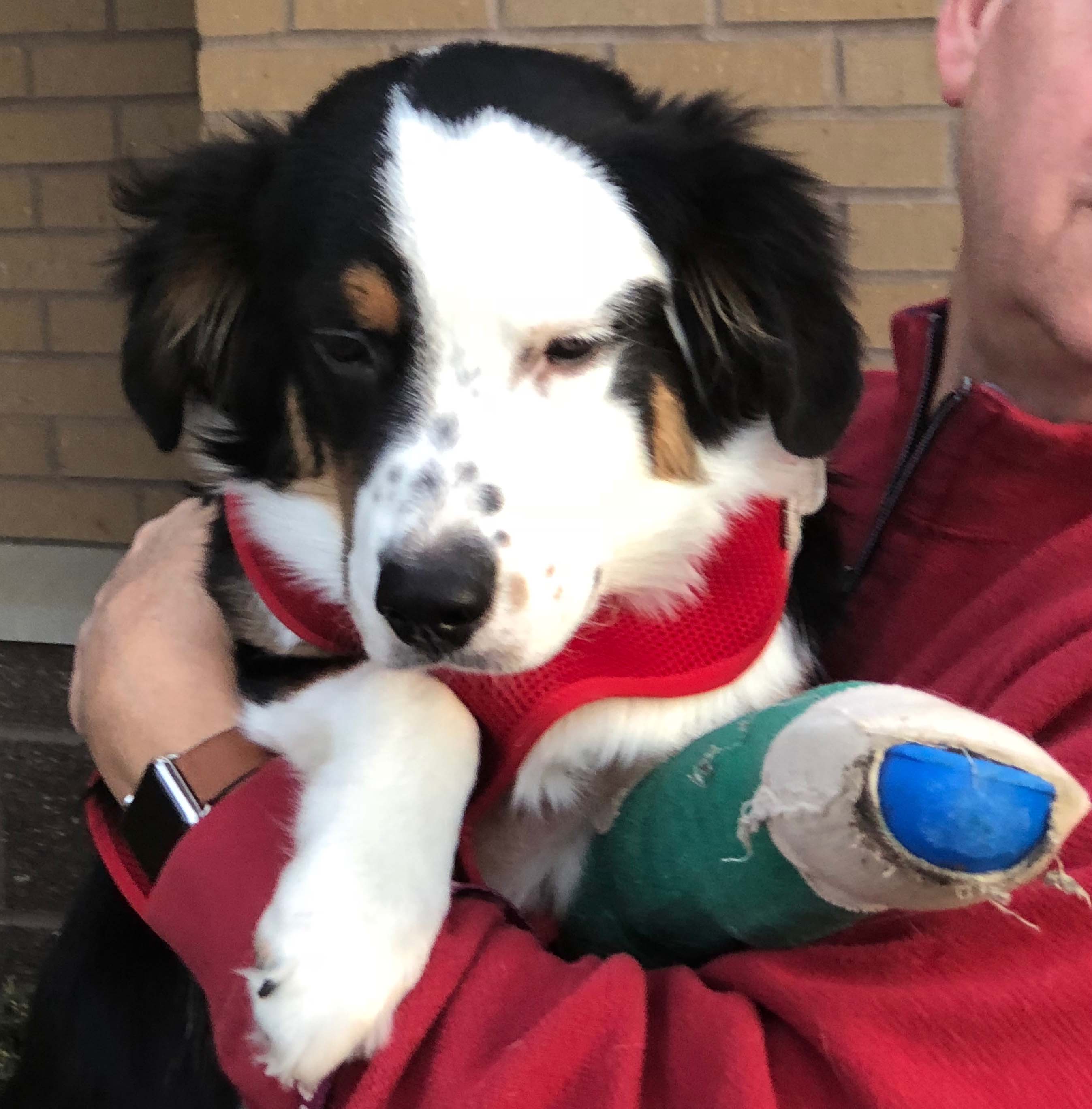 Aussie Rescue Houston